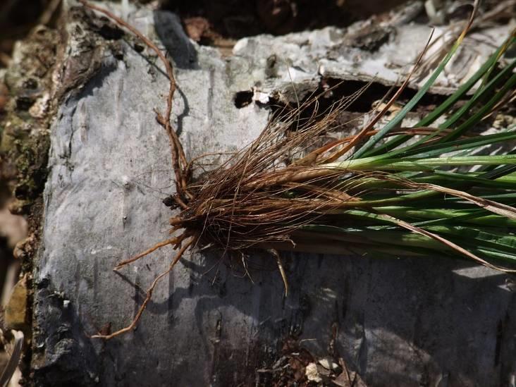 Carex umbrosa = o.