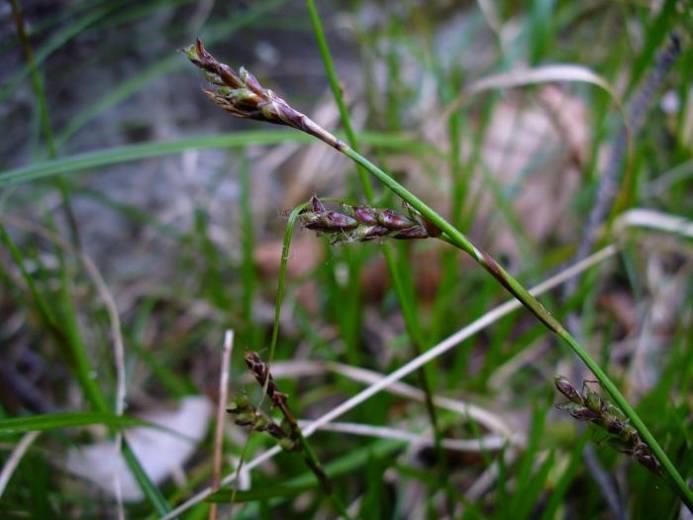 Carex pediformis agg. = ostřice tlapkatá - subsp. rhizina (C3) - C.
