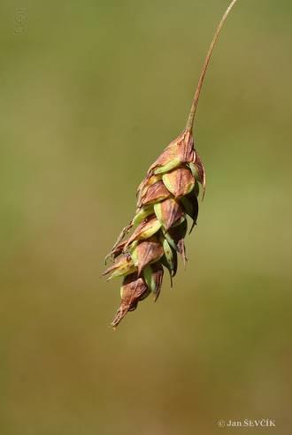 Carex magellanica subsp.