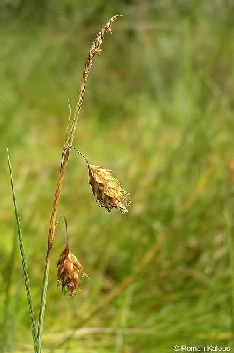 paupercula) (C2) Carex limosa (C2)