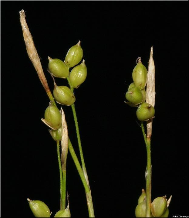 Carex alba = o.