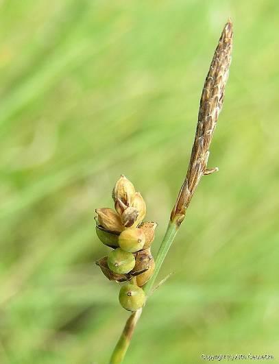 Carex panicea = o.