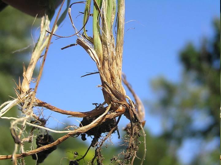 Carex michelii = o.