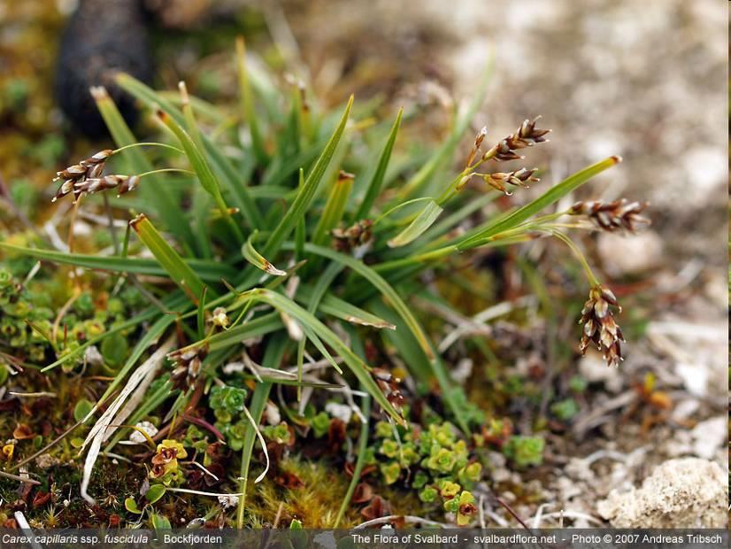 Carex capillaris = o.