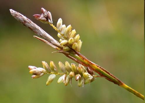 Carex pallescens = o.