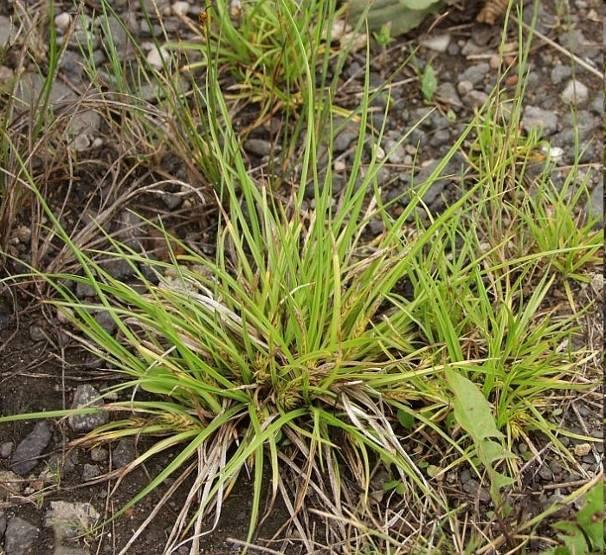 Carex secalina = o.