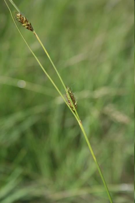 Carex distans (C3) Trsnatá Červené pochvy Oboustranně zelené ploché