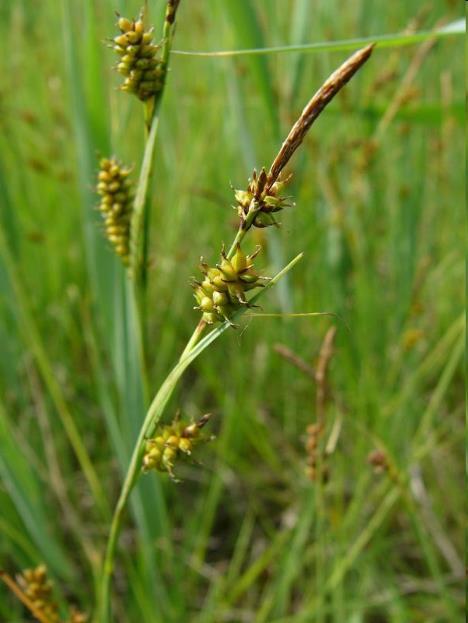Ostřice s výrazně oddálenými klásky Carex hostiana (C2) Výběžkatá,