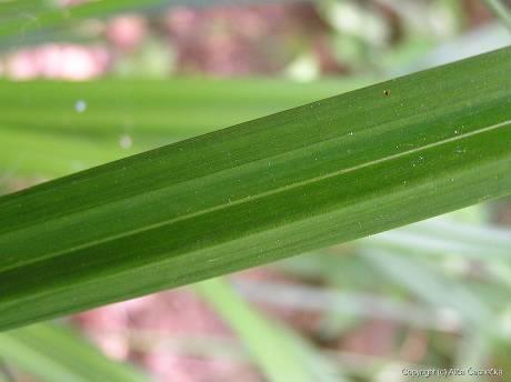 Carex pendula = o.