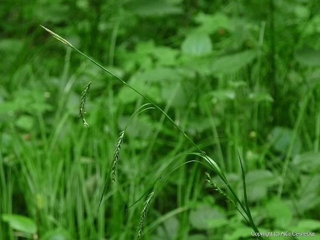 Carex sylvatica = o.