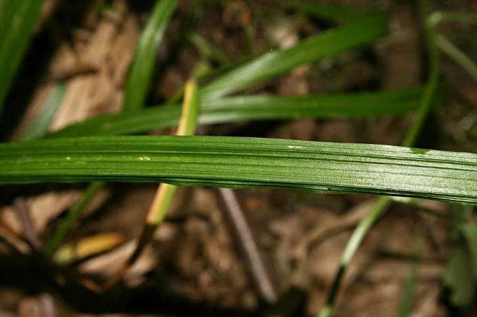 Carex strigosa = o.