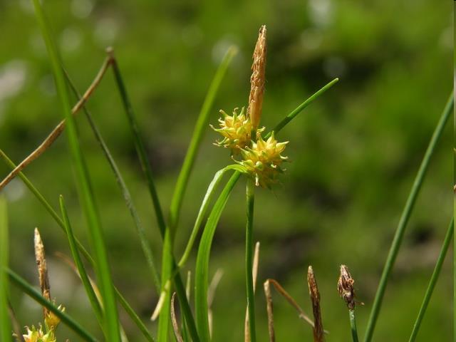 Carex demissa -