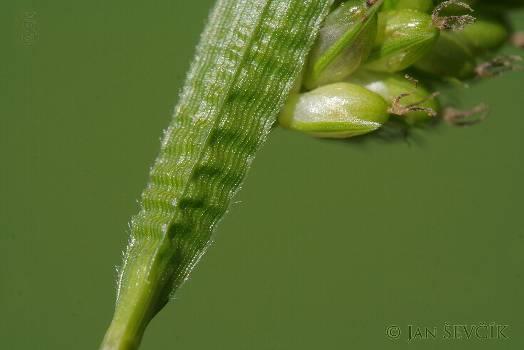 pilosa Sivozelené: C.