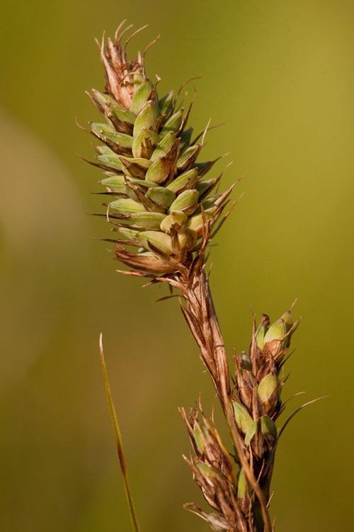 Carex buxbaumii agg.