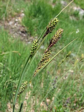 1/3 velikosti plevy Carex hartmanii