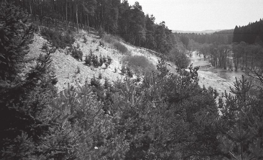 Spring aspect of the slope near Vidourek s mill (locality A), state as of 8 May 2001.