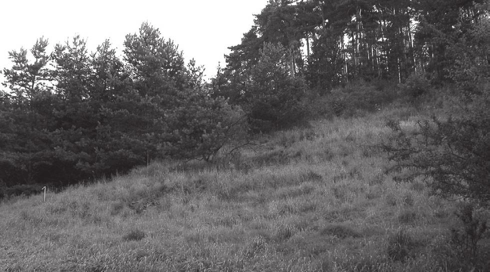 Small rock ledges are gradually becoming overgrown with high vegetation; there are high nettles in the foreground, which, almost for the entire length below slopes B and C, separate the xerotherm