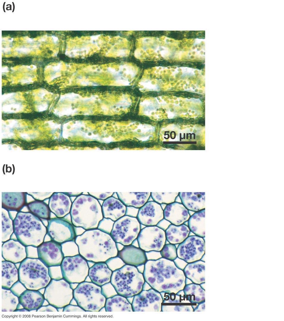 In leaves, parenchyma cells function in photosynthesis and gas exchange.