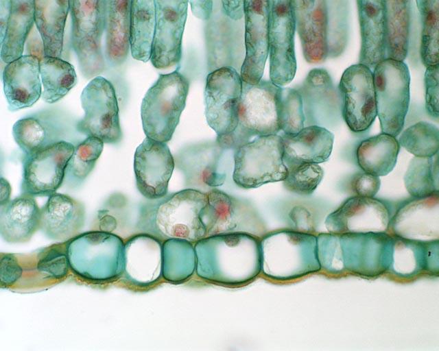 Chloroplast Gas Space Nucleus