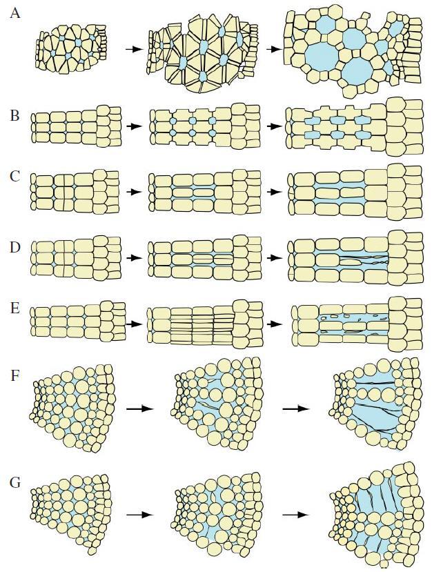 honeycomb expansigeny radial expansigeny schizogeny