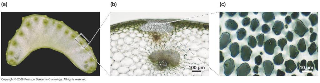 Collenchyma Lokalizace