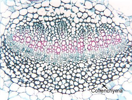 Collenchyma in