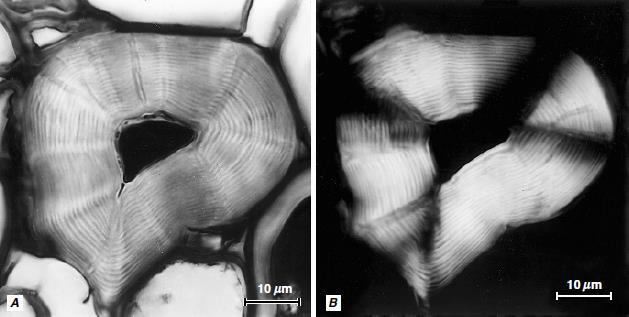 Sclerenchyma Detailní struktura