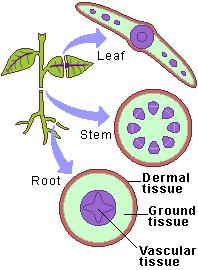 A typical plant has 3 distinct kinds of tissue Krycí pletiva (dermal) Základní pletiva (ground)