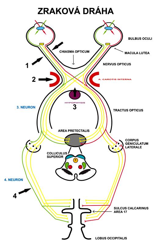 3. neuronu a z navazujících drah a funkcí, například: hybnost zornic, akomodace, hybnost hlavy a krku, hybnost bulbů.