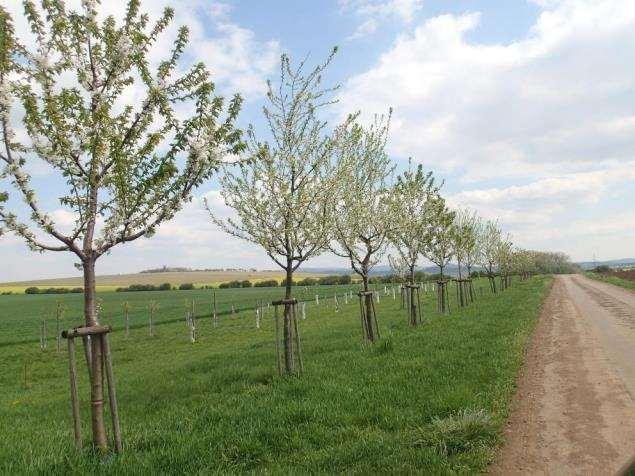 Pracovní skupina SZIF MZE Ovocné stromy v krajině a krátké dodavatelské řetězce stanovila cíle: 1.