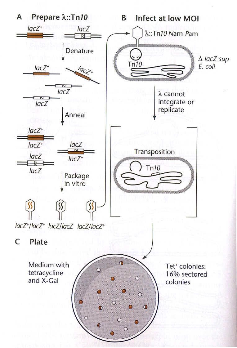 Důkaz konzervativní transpozice Mutace Nam a Pam