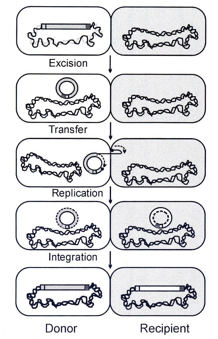 PRŮBĚH PŘENOSU KONJUGATIVNÍCH TRANSPOZONŮ Transpozon začleněný do chromozomu se vyčlení a vytvoří kružnicový intermediát.