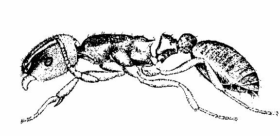 Braconidae - parasitoidis - Apocrita: Stephanoidea - parasitoids - Apocrita: Chalcidoidea - (hyper)parasitoids - ants (Apocrita: Formicidae) polyphages Some