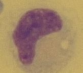 18 Monocyt (zvětšení 1000x) Neutrofilní polymorfonukleáry jsou buňky o průměrné velikosti 12 15 μm. Charakteristická morfologie s děleným jádrem a granuly v plazmě odpovídá krevním neutrofilům (Obr.