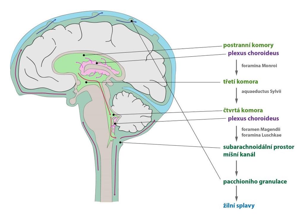 Obr. 1 Cirkulace mozkomíšního