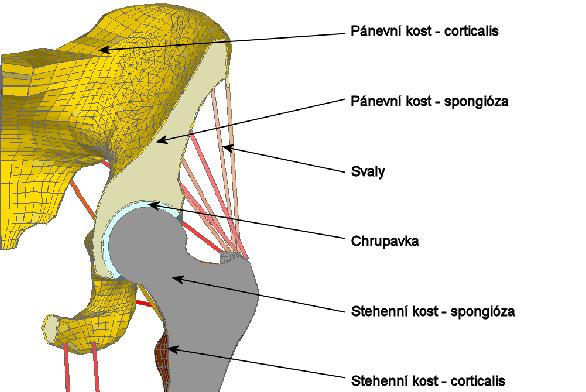 kyčelních kloubů