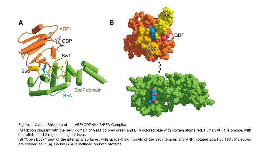 Research tool for membrane trafficking: BFA GDP ARF-GEF GTP Vesicle budding in Golgi is ARF1-dependent; ARF1 undergoes recruitment to Golgi membrane by ARF-GEF-promoted GTP for GDP exchange; ARF1