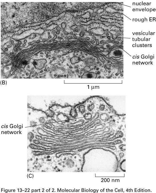 (B) Transitional zone between ER and Golgi in