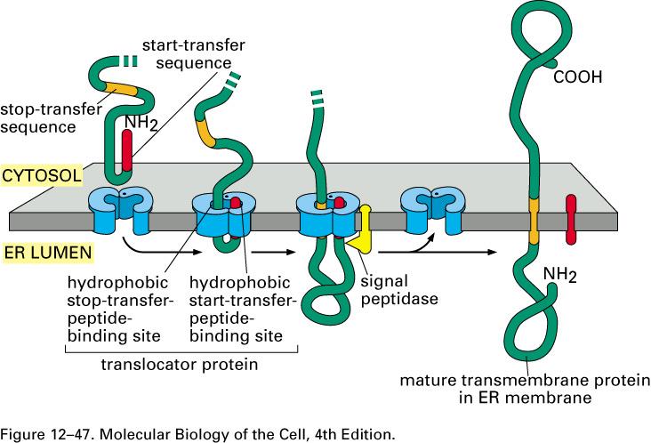 The need for stop transfer signal sequence in proteins which have to remain integral inside the membrane.