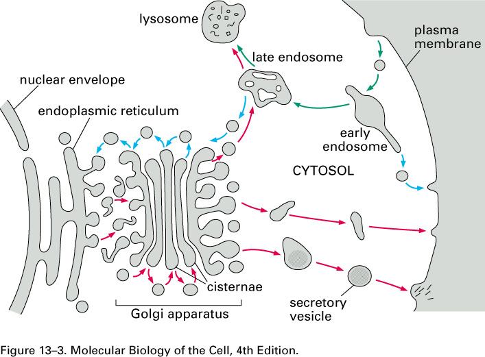 Vesicular traffic and the role of Golgi apparatus (body) as a traffic controller.