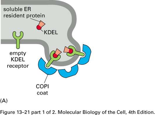 Retrograde Traffic - Required for retention of ER-resident proteins Receptor-mediated mechanism for retrieval HDEL