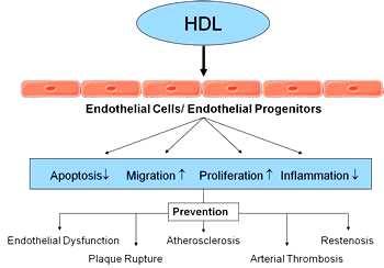 buněk a endotelových progenitorových buněk a tím podporuje obnovu integrity endotelu. Z jeho účinků jsou významné též protizánětlivé vlastnosti a inhibice apoptózy endotelových buněk (10).