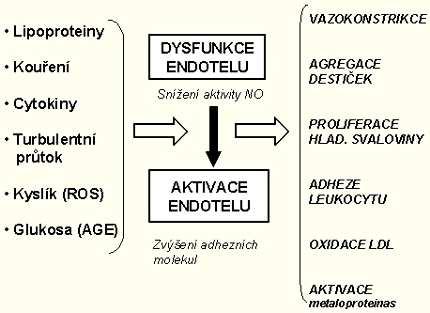 Obrázek 4: Faktory vedoucí k dysfunkci a aktivaci endotelu. http://www.zdravcentra.sk/index.php?act=k-10&did=407 (19.4.2010) Endotelová dysfunkce je základní podmínkou pro vznik aterosklerózy (16).