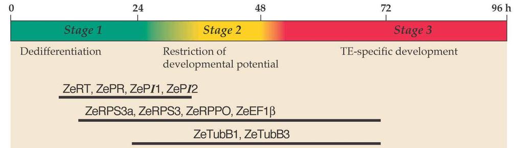12 In vitro proces differenciace TE probíhá v populaci buněk synchroně 3 fáze diferenciace tracheid ~ 4 dny Možnost