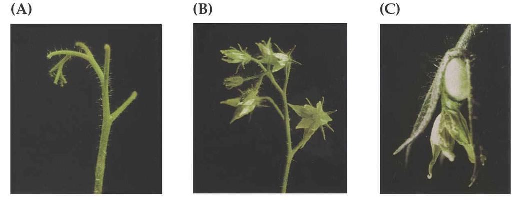 4 Rostliny se změnami v receptoru etylénu ukazují změny v senescenci