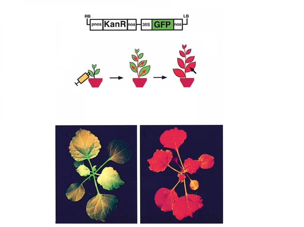 primární transformace agrobakteriálním vektorem injekce agrobakteria s virovou a GFP sekvencí DNA obranná reakce rostliny (RNAi), posttranskripční umlčování transgenu systémové šíření virové sekvence