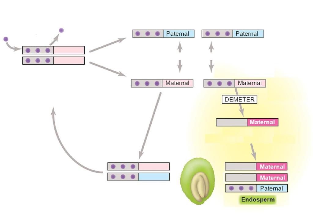 udržovací metylace DNA spermie dvojí oplození umlčený gen MEDEA vegetativní fáze vývoje vaječná buňka centrální buňka samičí gamety demetyláza