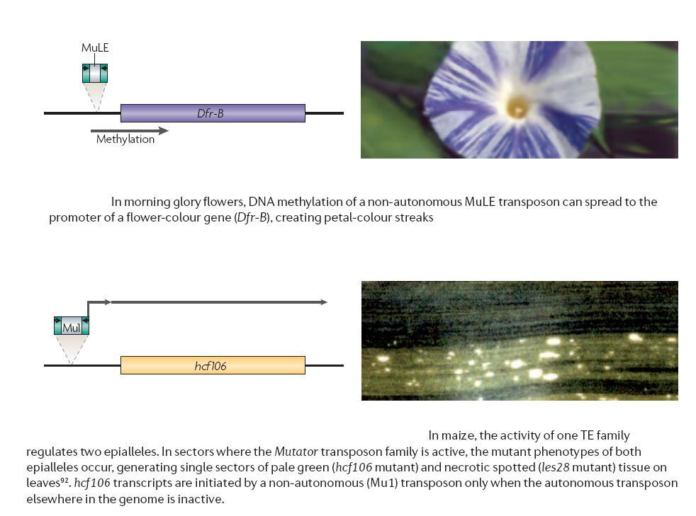 Vliv transpozonů na genovou expresi (přilehlých oblastí chromozomů) metylace Ektopická inaktivace dihydroflavonol-reduktázového genu (šíření metylačního umlčování) z transpozonu MuLE (bílé