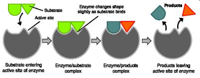 Chemié reaory nzymy» Věšina buněčnýh reaí je aalyzovanýh enzymy Inženýrsví hemio-farmaeuiýh výrob Chemié reaory peifiia enzymaié reae»