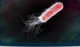 Nejčastější původci E. coli součást trávicí mikroflóry rapidní přemnožení (+3.